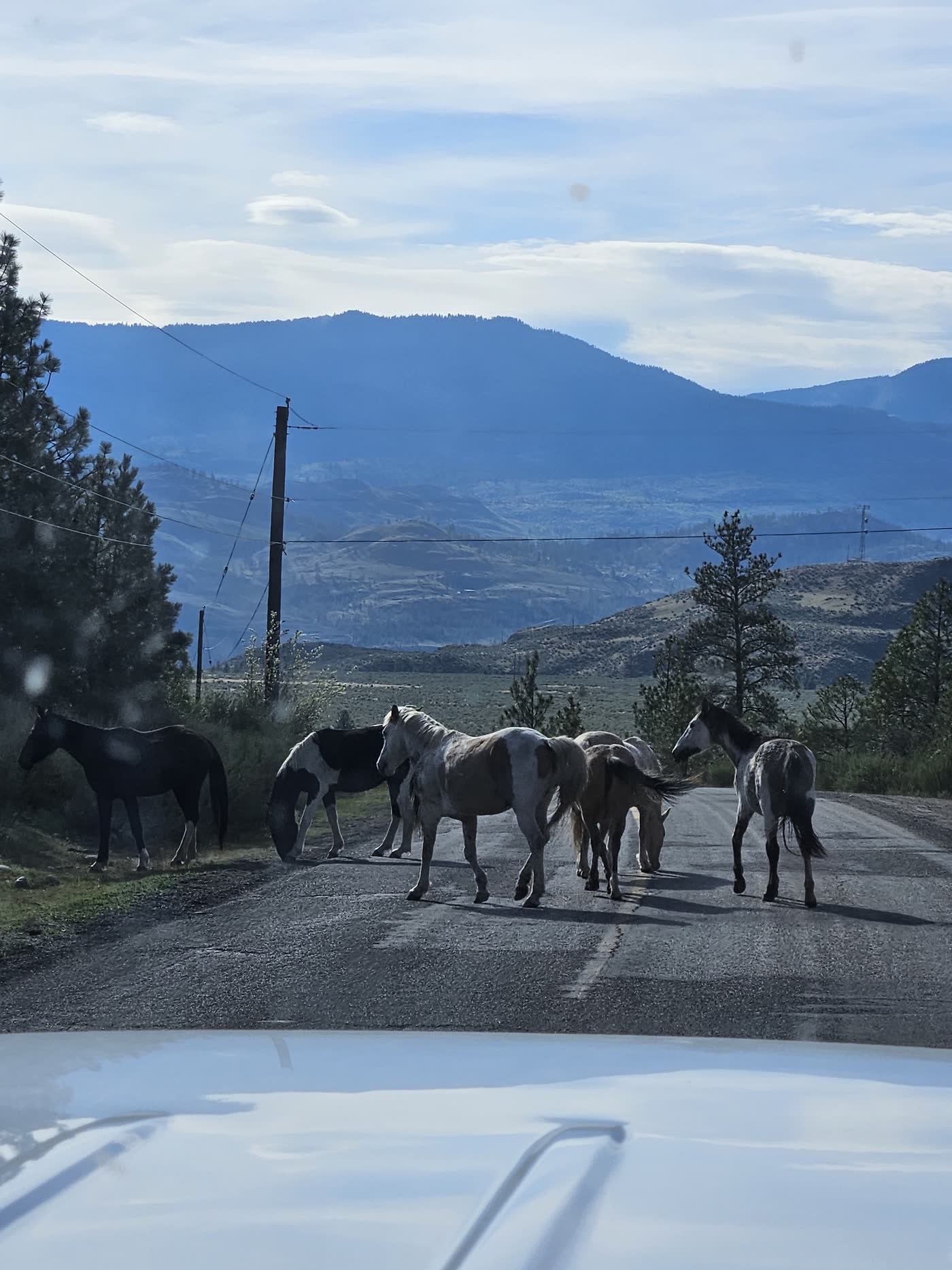 Horses on a mountain road