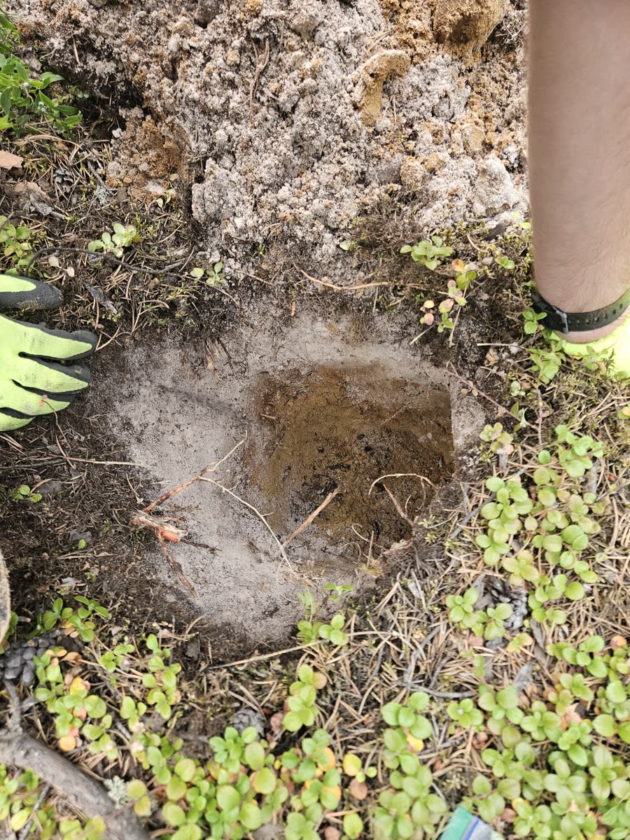 Top-down view of a soil pit