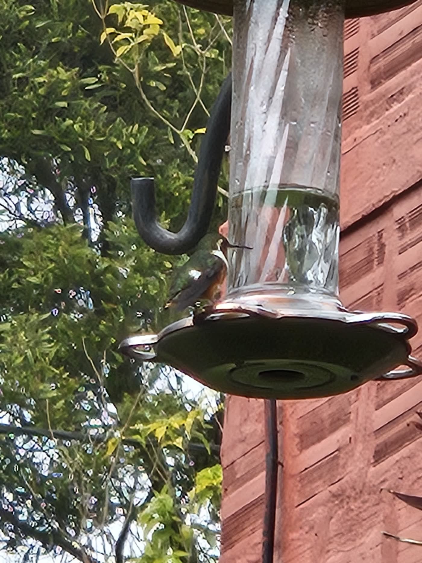 Hummingbird at a feeder